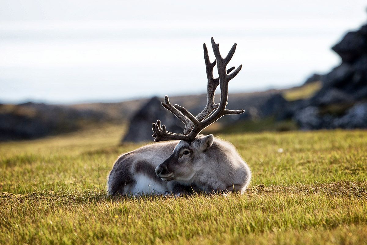 Norway_Svalbard_reindeer_