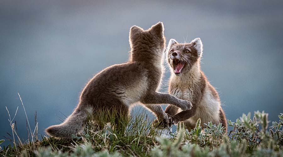 arctic-foxes-playing-short