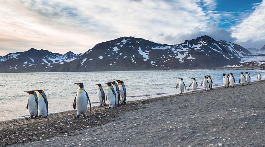 fsg-penguins-short