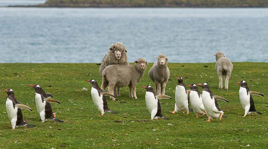 fsg-sheep-penguins-short