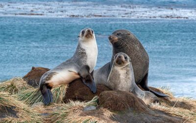 5 Remarkable Types of Seals You Can See in Antarctica