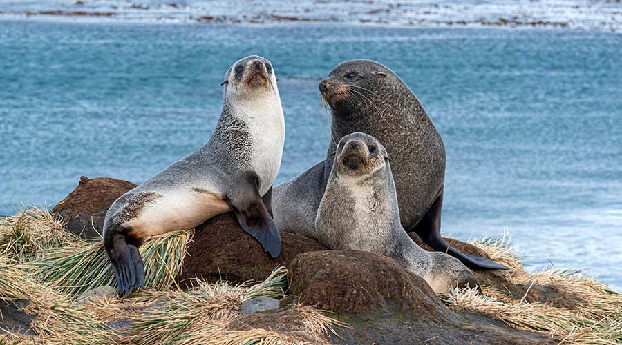 fur-seals-south-georgia-short