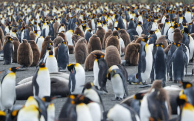 Types of Penguins You’ll Find in Antarctica