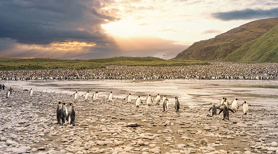 king-penguin-colony-short