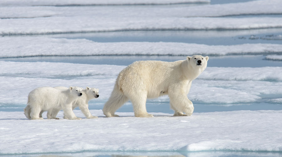 polar-bear-mother-cubs-short