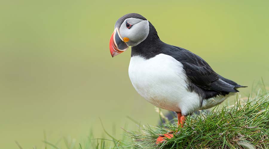 puffin-on-cliff-short