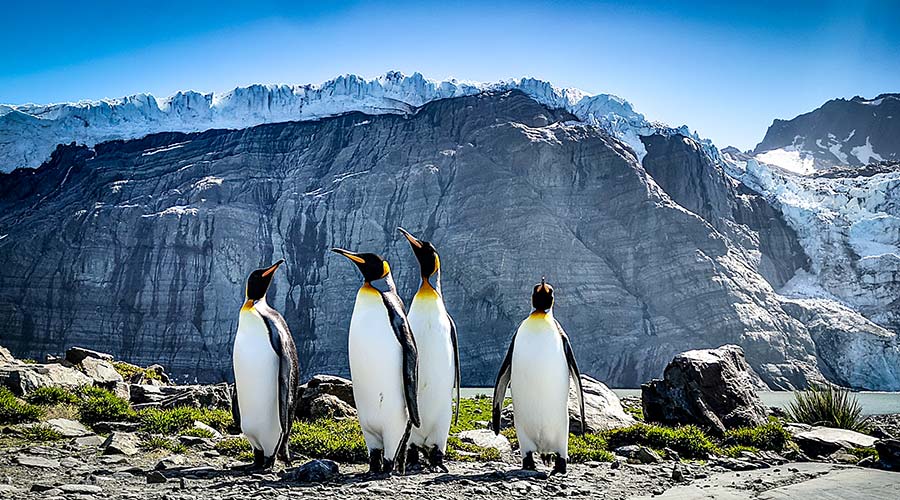 south-georgia-penguins-glacier-short
