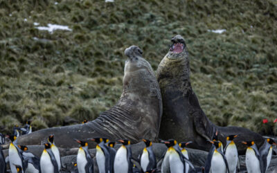 Southern Elephant Seal
