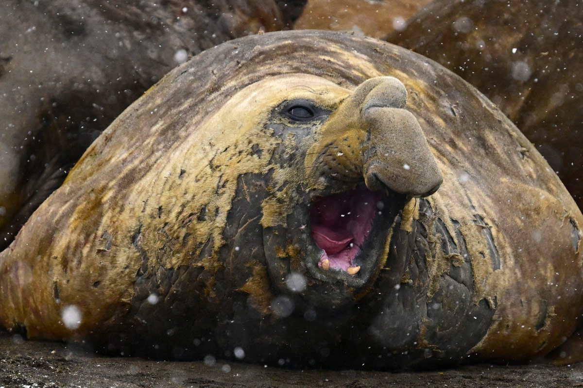 southern-elephant-seal-HannahPoint adult male Southern Elephant Seal on a beach