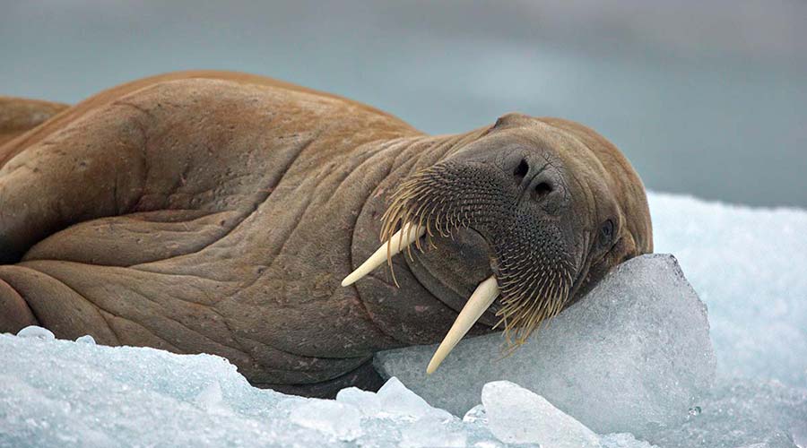 walrus-short