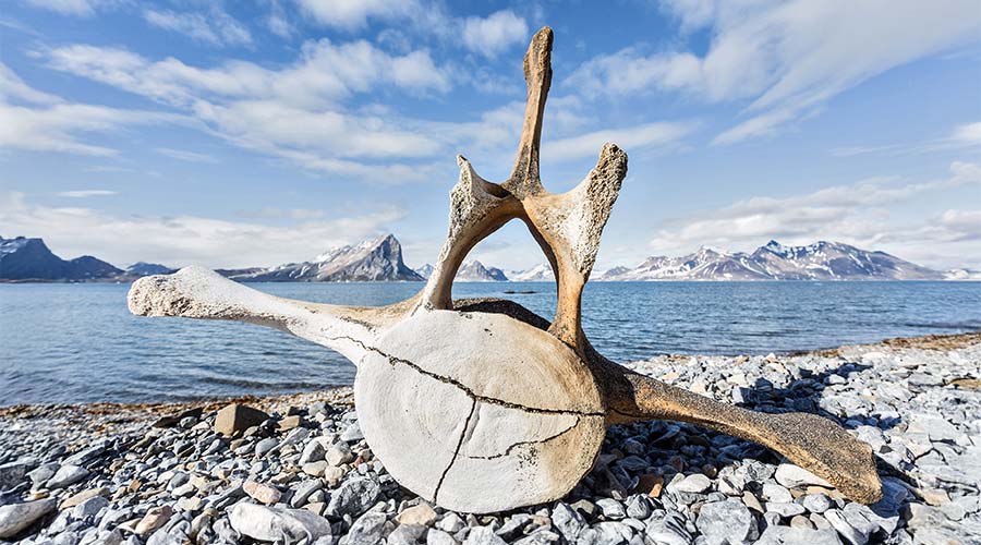 whale-bone-arctic-short