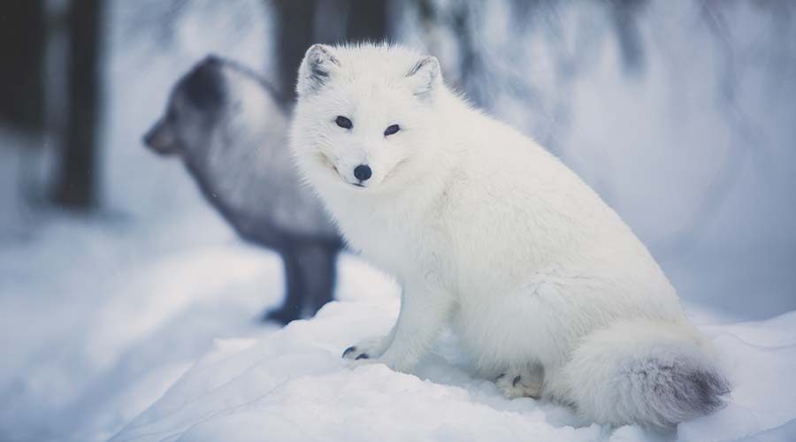 white-and-black-arctic-foxes-short