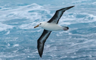 Albatross