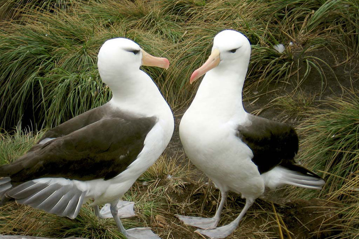 Black-Browed_Albatross two black browed albatrosses