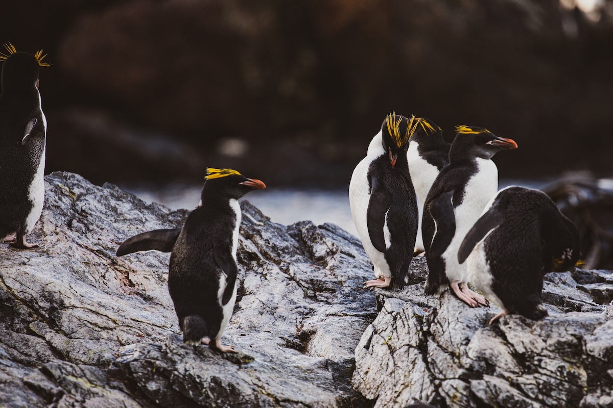 IMG_8053 A Macaroni penguin resting peacefully with its chicks.