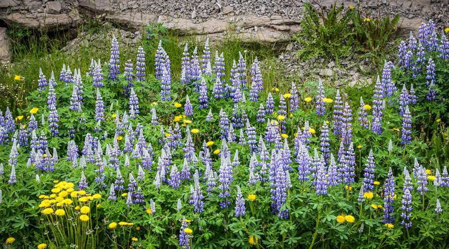Iceland_Husavik_Flowers_013_SR-short