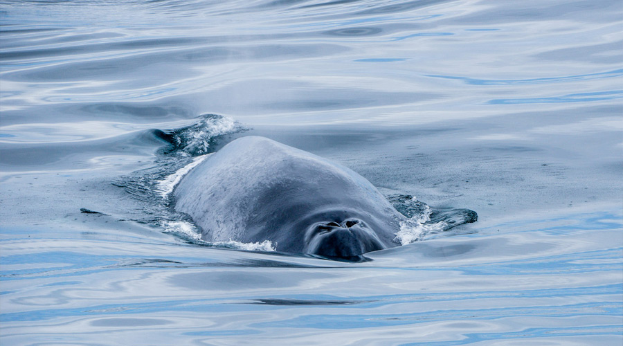 Iceland_Husavik_Whale_028_SR-short