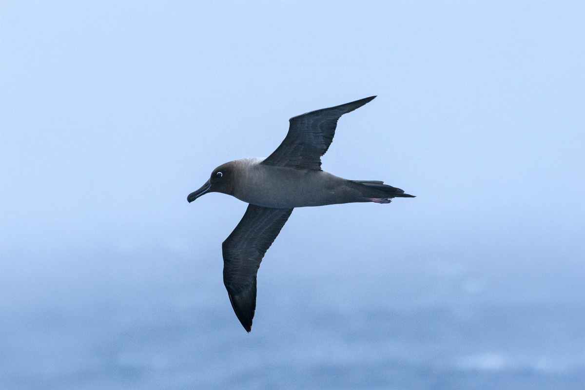 Light-Mantled-Albatross light mantled albatross flying over the sea
