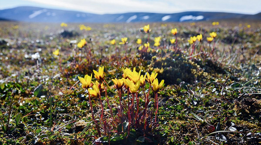 Norway_Svalbard_Generel_Plant_BogSaxifrage-short