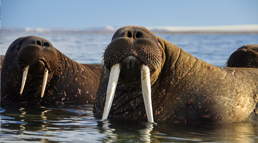 Norway_Svalbard_Sorgfjorden_Walruses-short