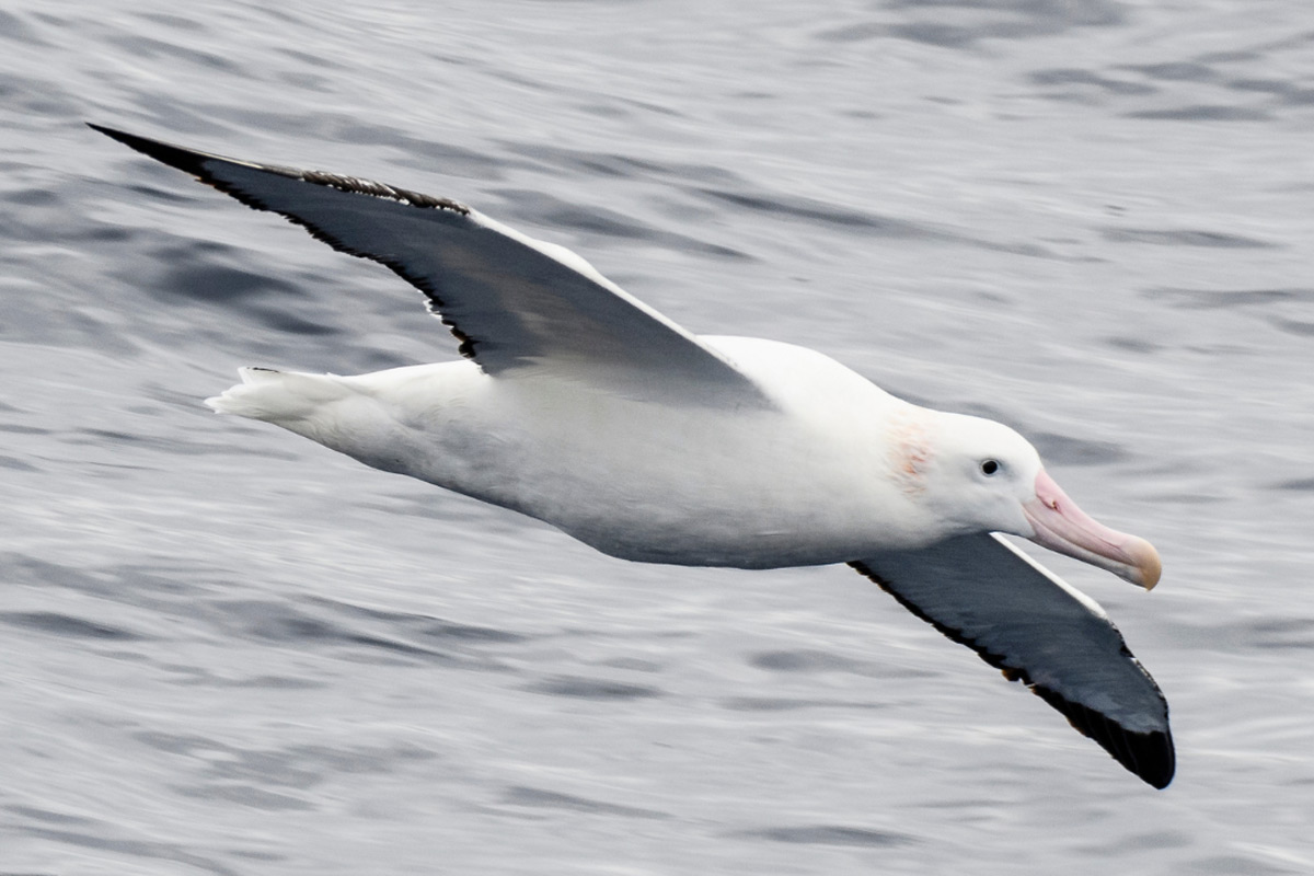 Wandering-Albatross-flying wandering albatross flying over the sea