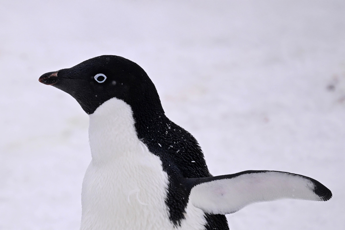 adelie-penguin-in-brown-bluff Adelie penguin spotted in Brown Bluff