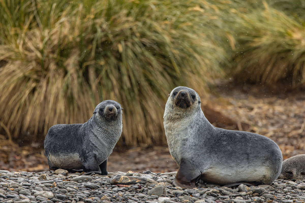 antarctic-fur-seal-in-jason-harbour-south-georgia Two antarcticc fur seals chicks spotted in South Georgia