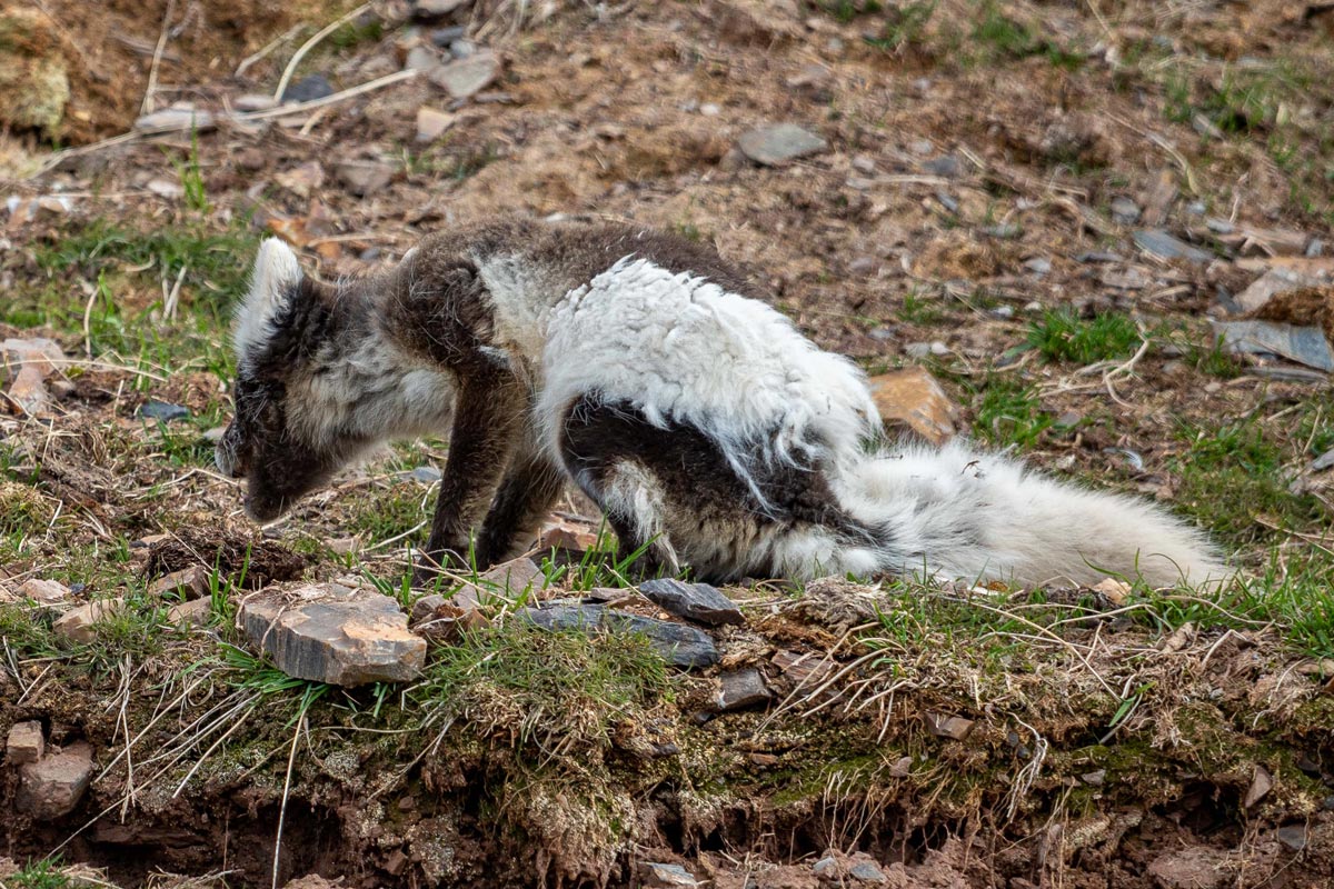 arctic-fox-changing-fur An Arctic fox with its fur changing colors