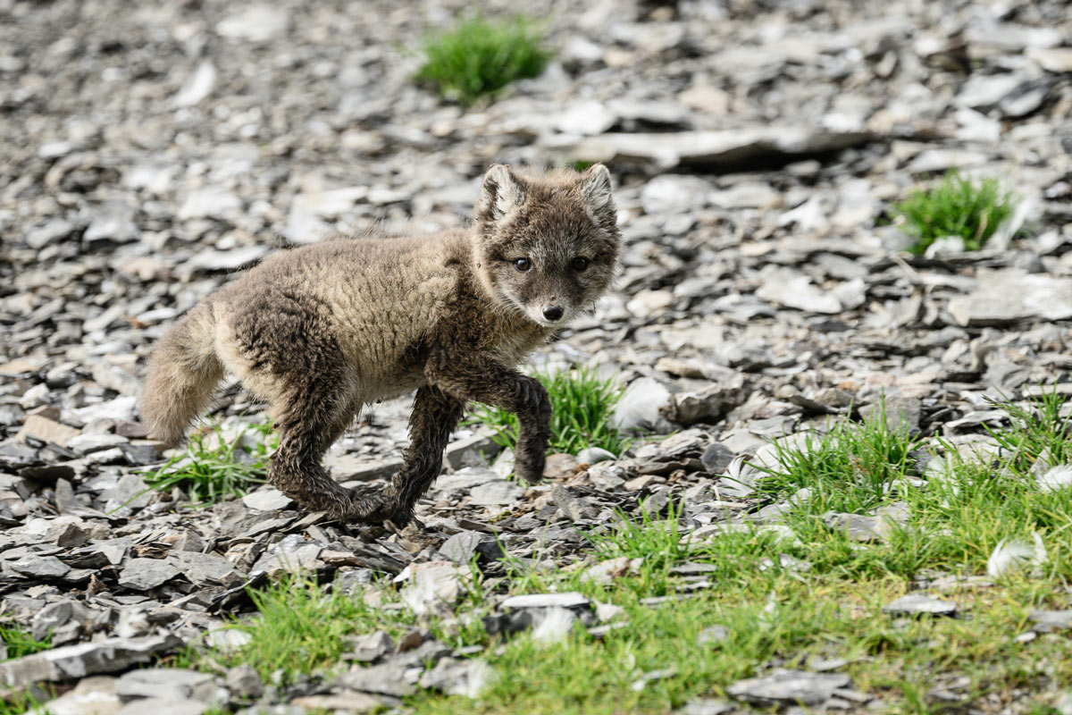 arctic-fox-pup Arctic fox pup