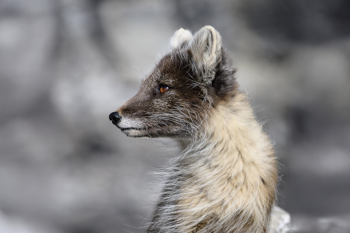 arctic-fox Portrait of an Arctic fox