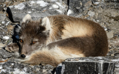 Arctic Fox