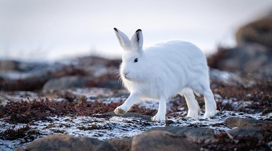 arctic-hare-short