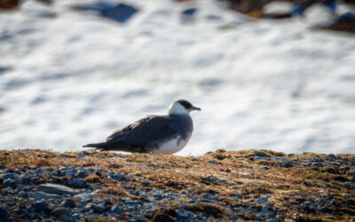 Arctic Skua