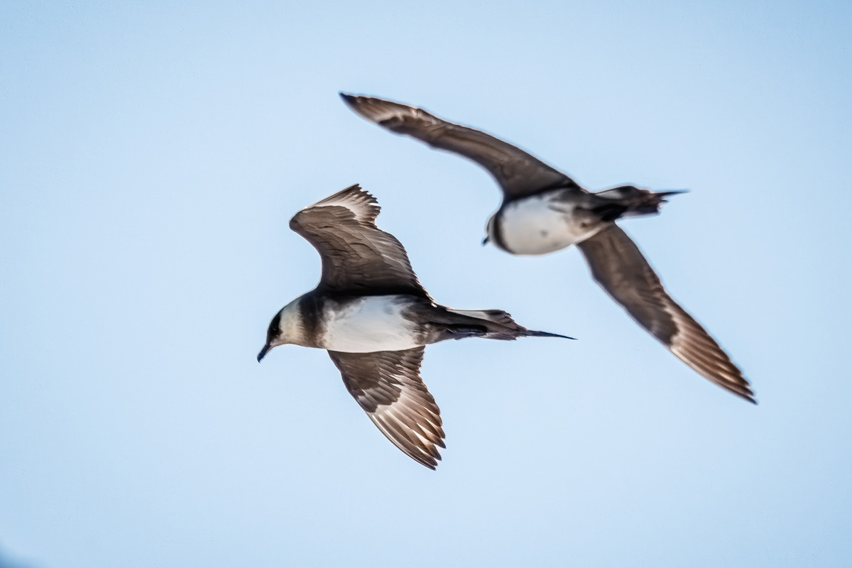 arctic-skua-flying Two Arctic skuas flying close to each other.