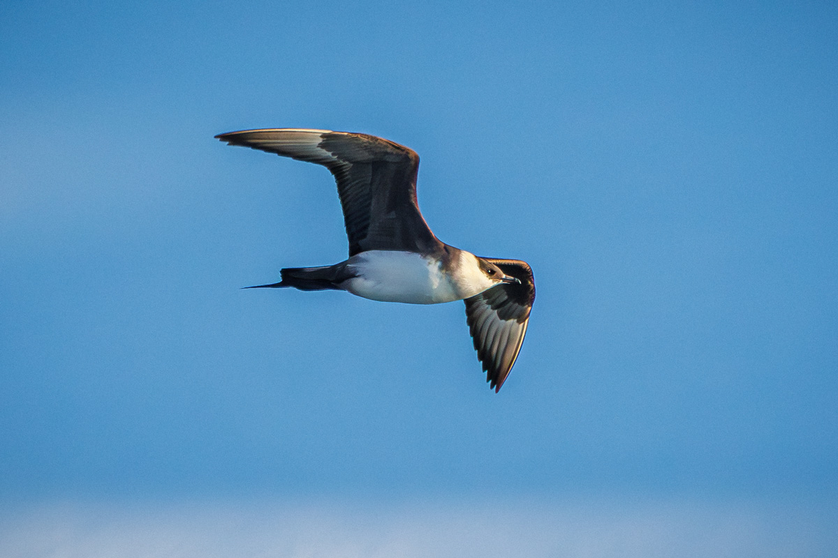 arctic-skua-flying(1) An Arctic skua soaring through the skies