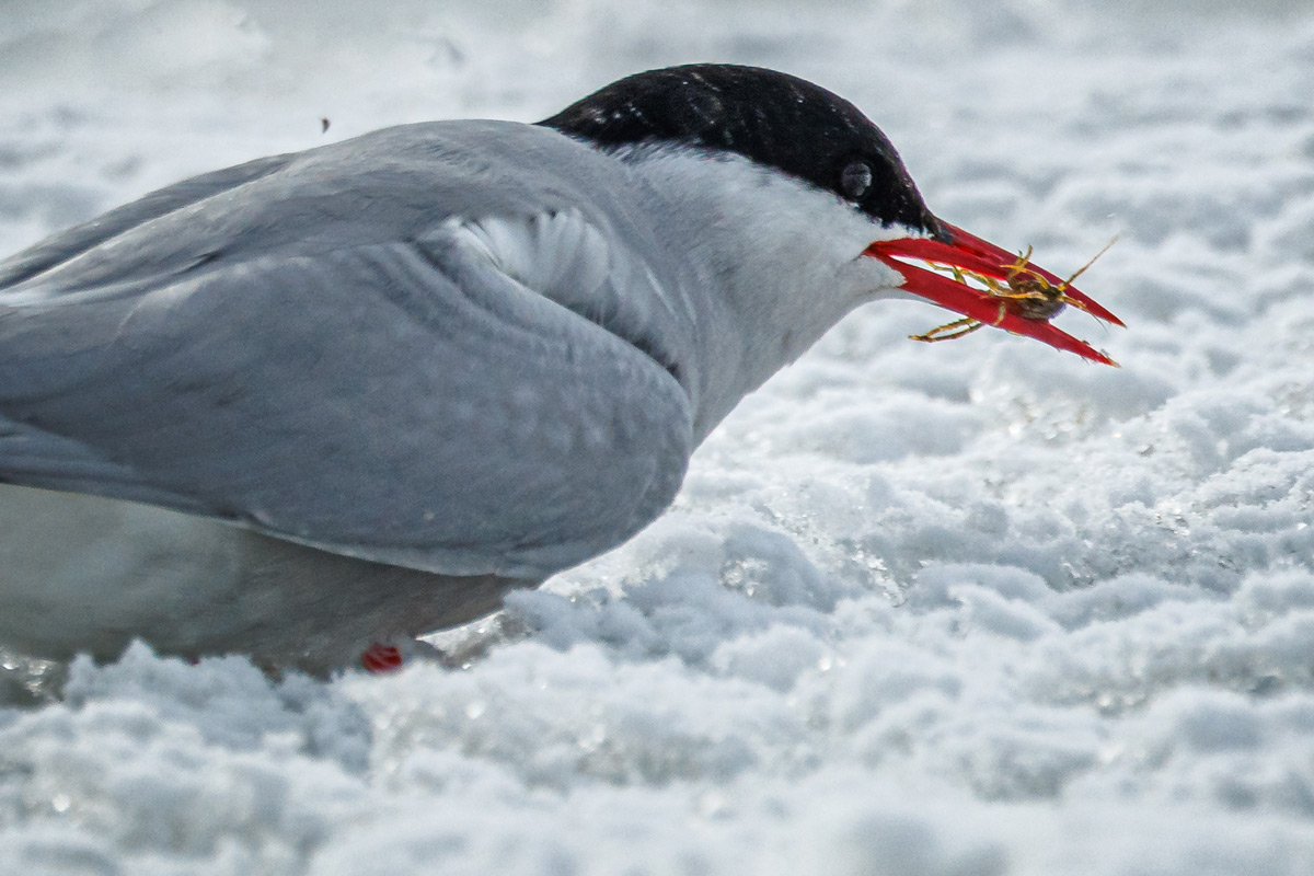 Arctic tern carrying food in its beak, set against a snowy background.
