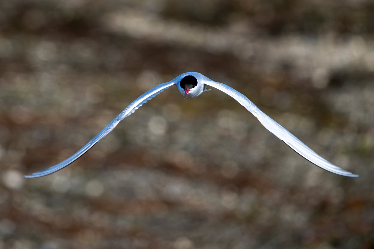 Arctic tern flying in the skied of Ny Alesund