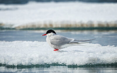 Arctic Tern