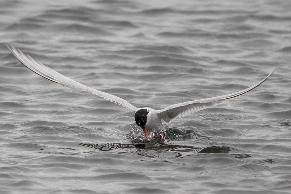Arctic tern at the water