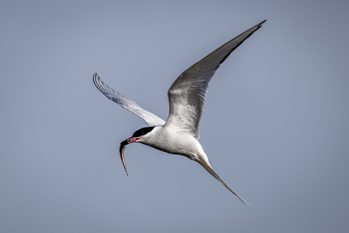 Arctic tern seen in Ny Alesund after catching a fish