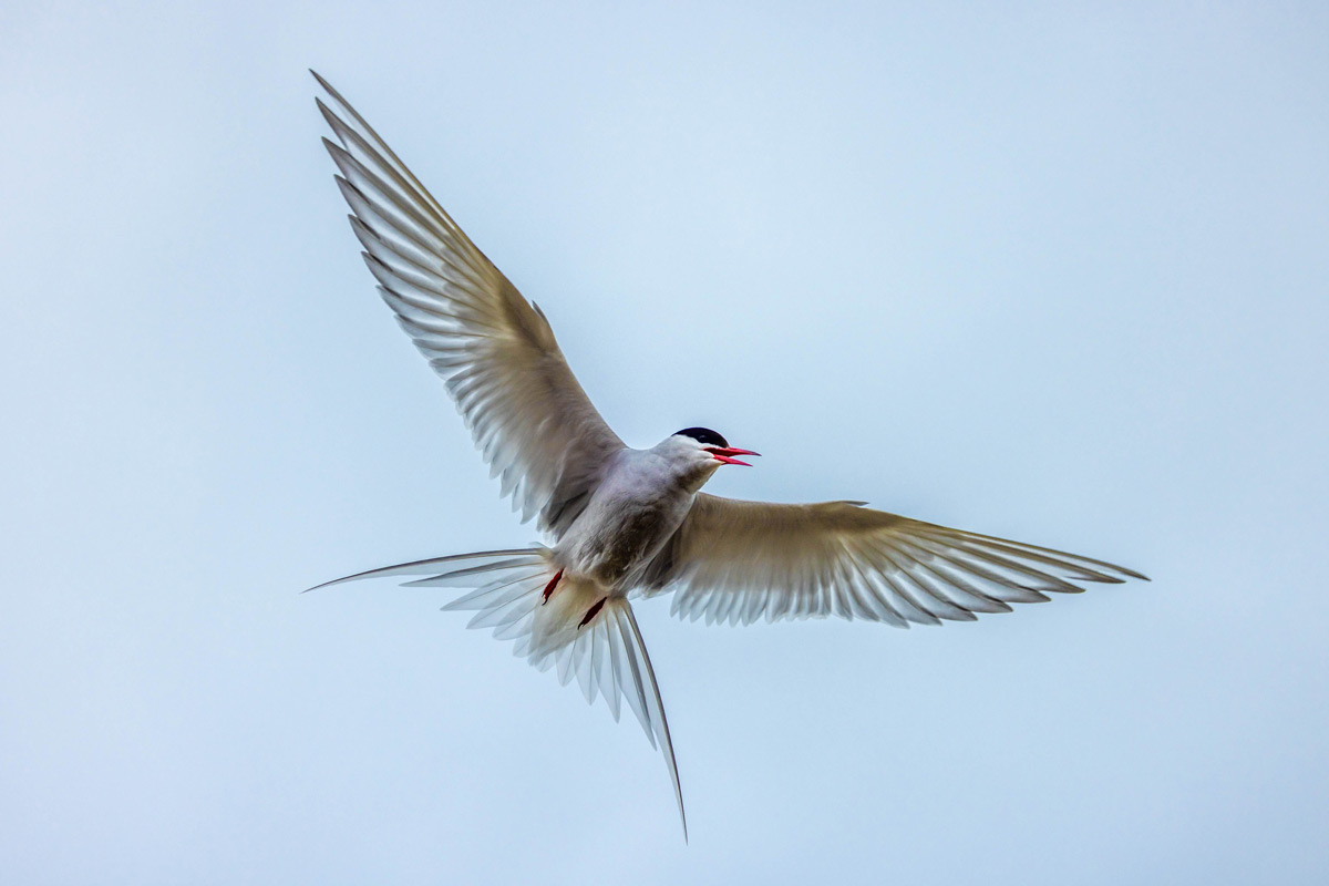 Arctic tern flying with its wing open spotted in Ny Alesund, Svalbard