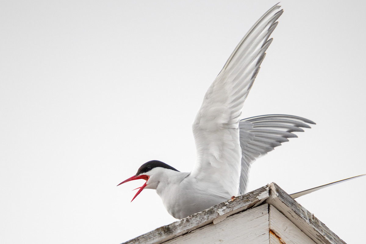 Arctic tern with its beak open making a call