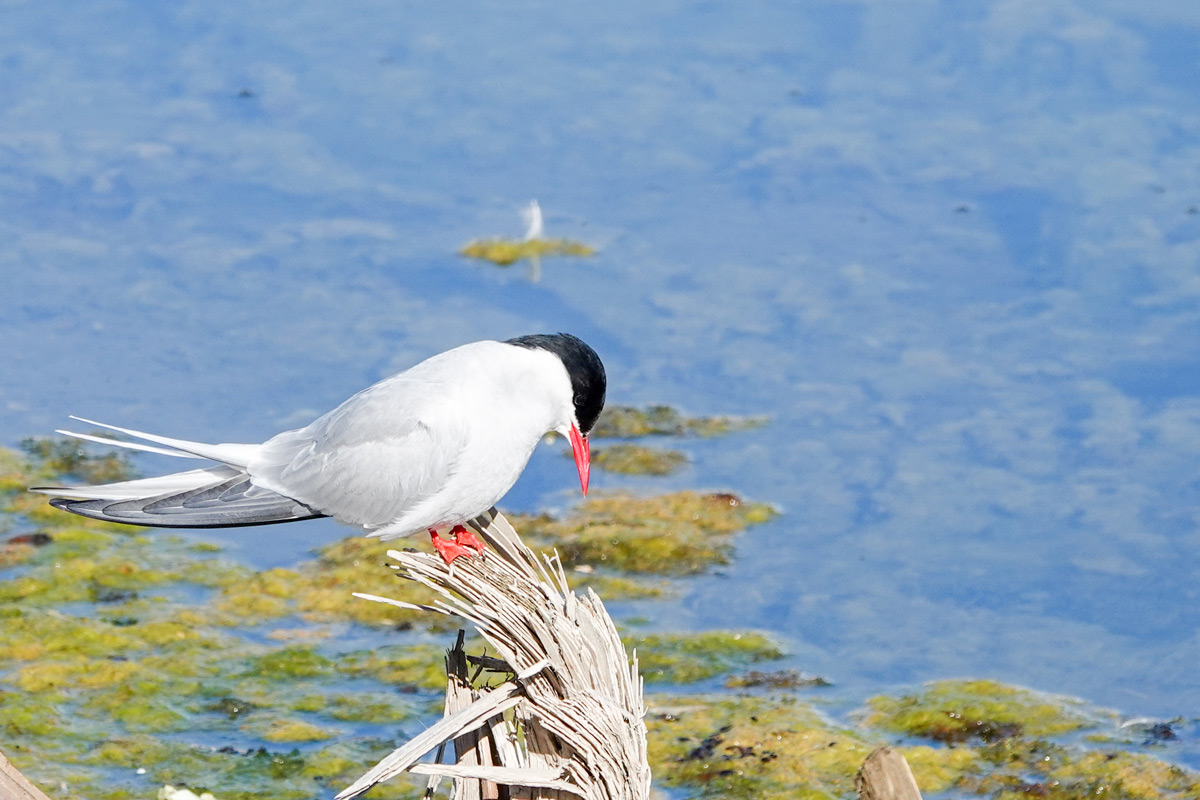 Arctic tern close to the sea