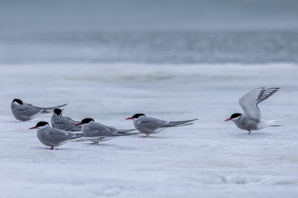colony of Arctic terns located in Smeerenborg