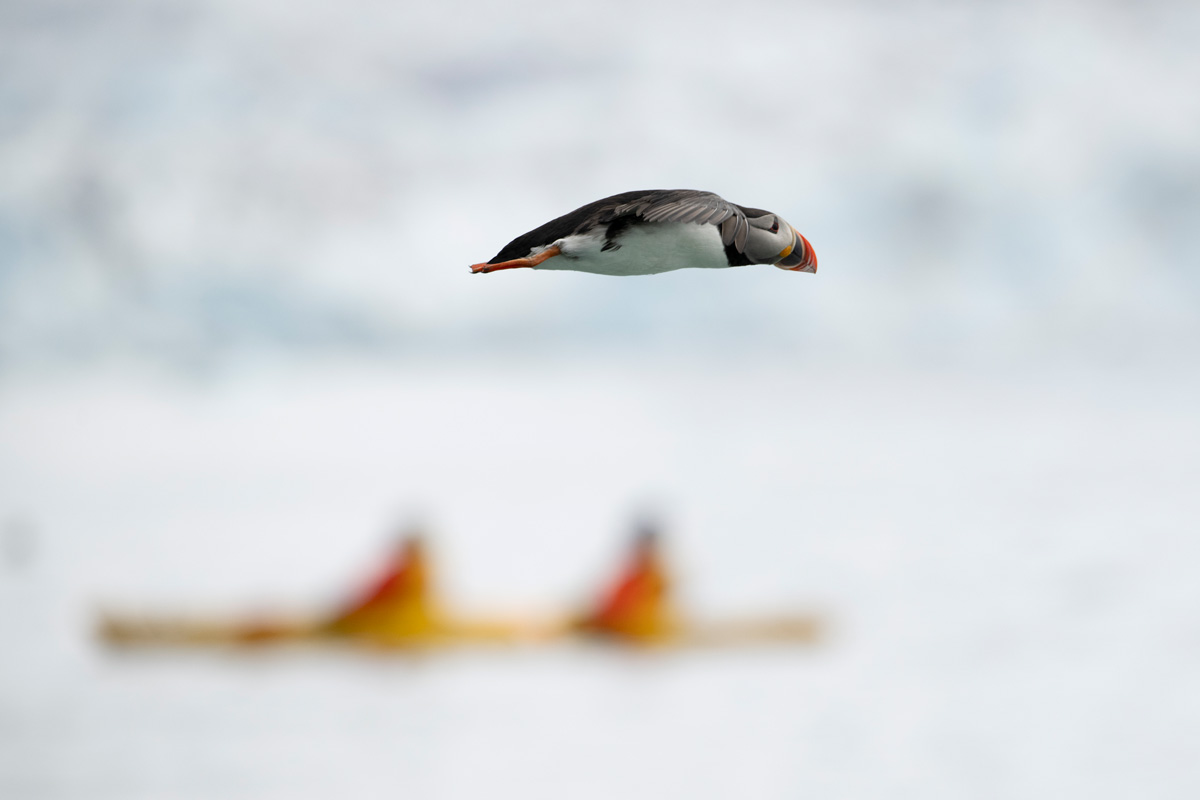 atlantic-puffin-and-kayaking-fjordtende-julibukta Atlantic puffin flying over the waters of Fjortende Julibukta and a guests kayaking in the water
