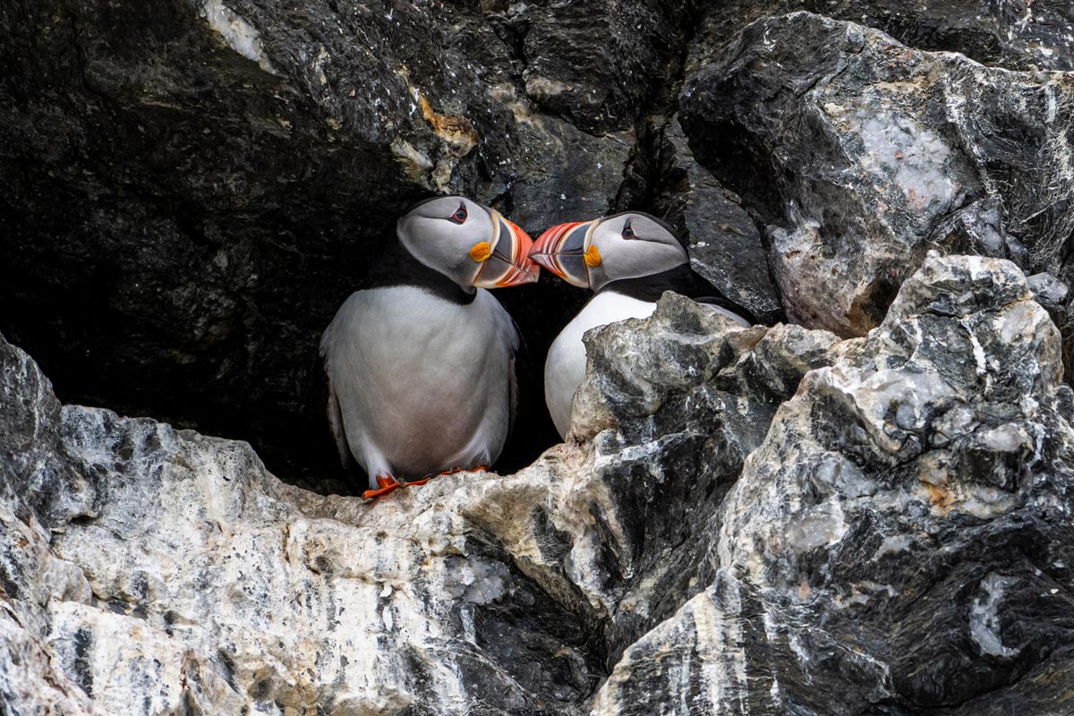 atlantic-puffin-fjordtende-julibukta Two Atlantic puffins close to each other in Fjordtende Julibukta
