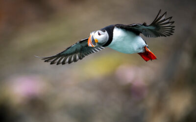 Atlantic Puffin