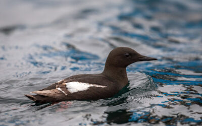 Black Guillemot
