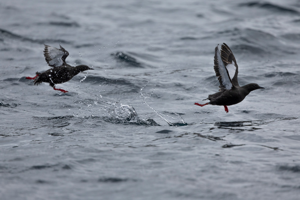 black-guillemots-lower-savage-islands Two black guillemots flying over the Lower Savage Islands cold waters