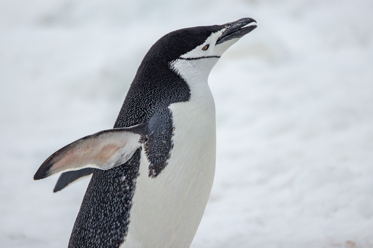 chinstrap-penguin-in-hydruga-rocks Chinstrap penguin spotted in Hydruga Rocks